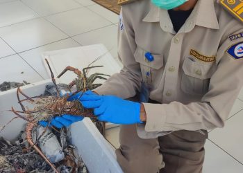 Masih Menjadi Primadona, Lobster, Udang Kipas, dan Udang Ronggeng Kepsul Terbang Menuju Ibukota
