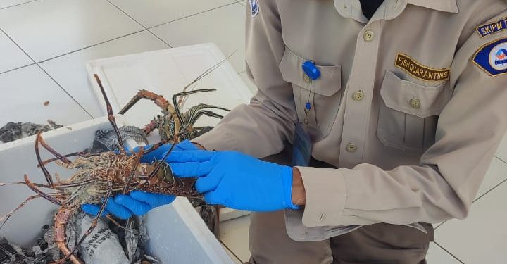 Masih Menjadi Primadona, Lobster, Udang Kipas, dan Udang Ronggeng Kepsul Terbang Menuju Ibukota