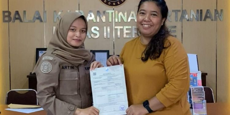 Malut Kembali Ekspor Cokelat Sulamina ke Inggris di Tahun 2024