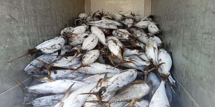 Puluhan Ton Tuna dan Cakalang Beku Asal Bacan Siap Penuhi Pasokan Ibu Kota, Karantina Fasilitasi Pengirimannya