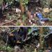 Helikopter Sewa WBN Hilang Kontak di Hutan Halmahera Ditemukan, Tiga Korban Meninggal Dunia