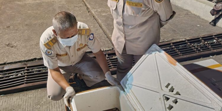 Langkah Tegas, Karantina Malut Musnahkan 75 Kg Ikan Lele Busuk dan tak Berdokumen