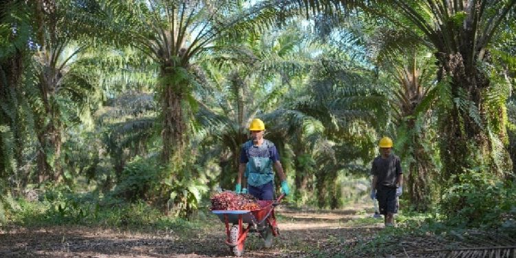 PT GMM Dorong Pembangunan Kebun Plasma di Halmahera Selatan