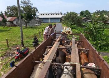 Jelang Iduladha, Karantina Malut Pastikan Sapi Yang Dilalulintaskan Sehat