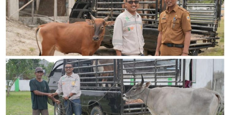 PT IWIP Serahkan 70 Ekor Hewan Qurban