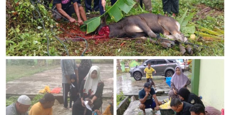 Kemenag Halteng BerQurban Lima Ekor Sapi dan 3 Ekor Kambing, Hasyim : Kepedulian Sosial Sesama