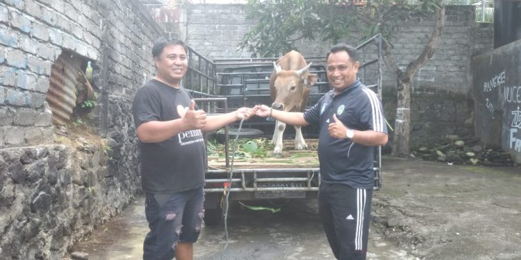 Pertamina Salurkan Hewan Kurban Melalui PWI Malut