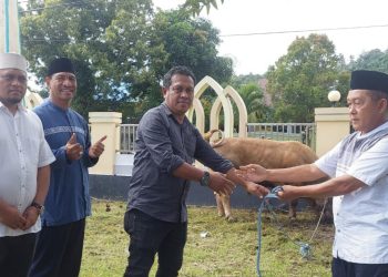Pemprov Malut Serahkan Sapi Qurban bantuan Presiden