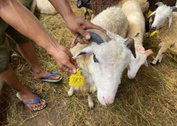 Jelang Hari Raya Idul Adha 1445 Hijriah, Masjid Agung Al Muttaqien Terima Hewan Qurban