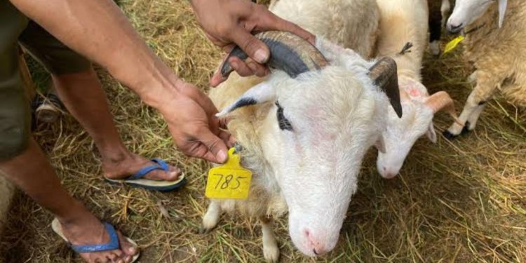 Jelang Hari Raya Idul Adha 1445 Hijriah, Masjid Agung Al Muttaqien Terima Hewan Qurban