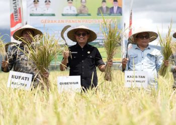 Tugas Perdana Pj. Sekprov Panen Padi Sawah di Haltim