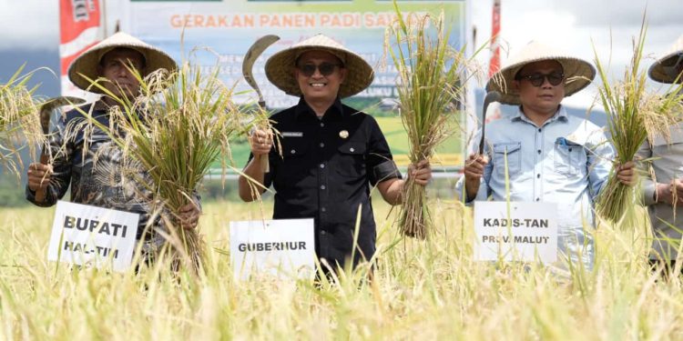 Tugas Perdana Pj. Sekprov Panen Padi Sawah di Haltim