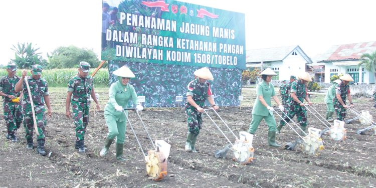 Danrem bersama Petani Tanam Jagung Manis Komoditas Unggulan Halut