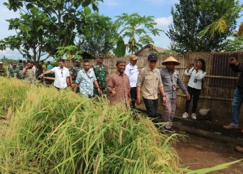 Kasiter Kasrem 152/Baabullah Hadiri Panen Raya dan Tanam Perdana di Kao Barat