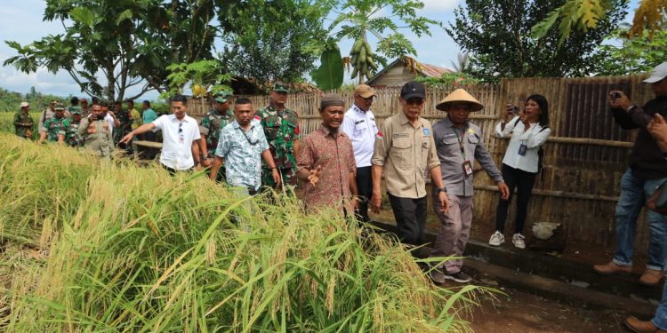 Kasiter Kasrem 152/Baabullah Hadiri Panen Raya dan Tanam Perdana di Kao Barat