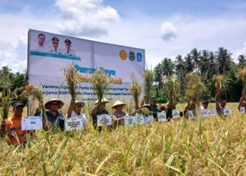 Kolaborasi Masa Depan Pertanian: NHM dan Petani Kao Barat Menuju Kemandirian Pangan