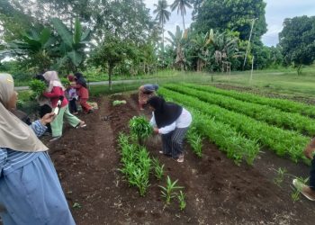 Panen Perdana Kangkung Sekolah Perempuan Marimoi, Desa Waringin: Langkah Nyata Pemberdayaan Perempuan dan Ketahanan Pangan di Pulau Morotai