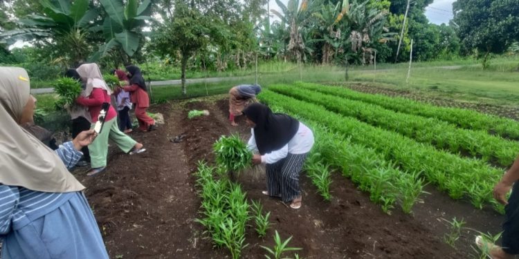 Panen Perdana Kangkung Sekolah Perempuan Marimoi, Desa Waringin: Langkah Nyata Pemberdayaan Perempuan dan Ketahanan Pangan di Pulau Morotai