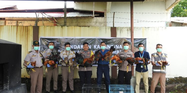 Tegakkan Aturan, Karantina Malut Musnahkan Belasan Ekor Ayam Ilegal