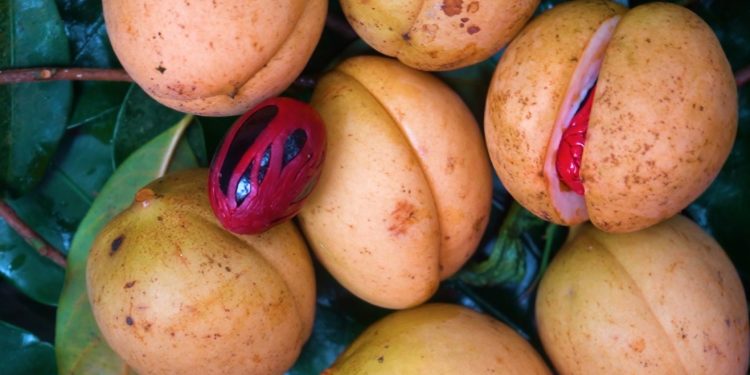 Pala Tidore Sampai Sukun Maitara, Ini 5 Sumber Daya Genetik Malut Tercatat di DJKI