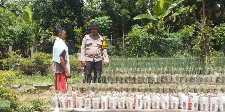 Dukung Ketahanan Pangan, Bhabinkamtibmas Sambangi Petani di Kebun