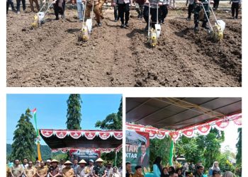PJ Bupati Halteng dan Forkopimda Menanam Jagung Serentak 1 Juta Hektar di Seluruh Indonesia