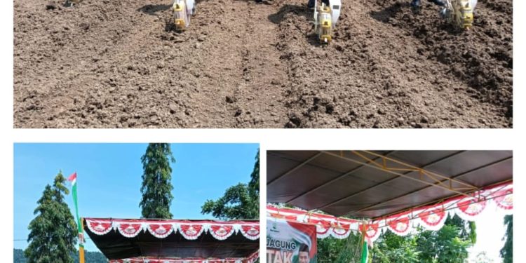 PJ Bupati Halteng dan Forkopimda Menanam Jagung Serentak 1 Juta Hektar di Seluruh Indonesia