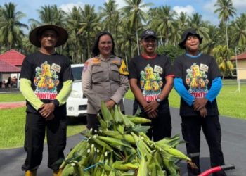 Panen Jagung, Brimob Maluku Utara Distribusikan Hasilnya ke Masyarakat