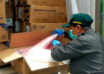 Karantina Malut Fasilitasi Belasan Ton Ekspor Tuna Loin ke Thailand, Jaga Kualitas dan Keamanan Pangan