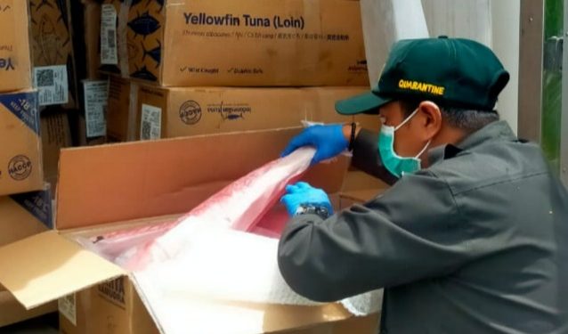 Karantina Malut Fasilitasi Belasan Ton Ekspor Tuna Loin ke Thailand, Jaga Kualitas dan Keamanan Pangan