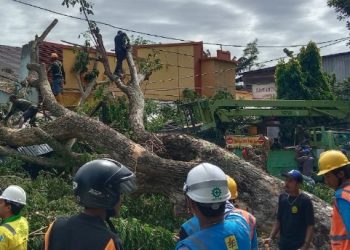 Pohon Tumbang di Kayu Merah Ternate, 2 Orang Dilarikan ke Rumah Sakit