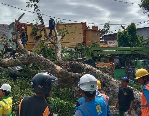 Pohon Tumbang di Kayu Merah Ternate, 2 Orang Dilarikan ke Rumah Sakit