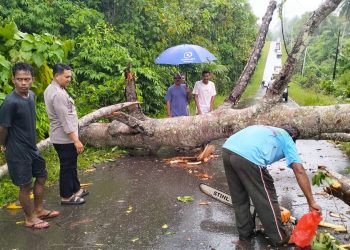 Kapolsek Morselbar dan Warga Gotong Royong Bersihkan Pohon Tumbang