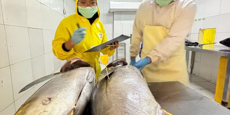 Dukung Sistem Ketertelusuran, Kepala Barantin Tinjau Proses Pengolahan Tuna Loin