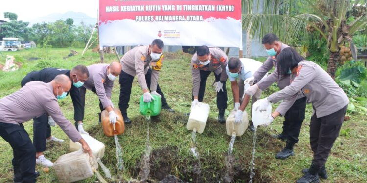 Ratusan Liter Miras Hasil KRYD Dimusnahkan Polres Halut