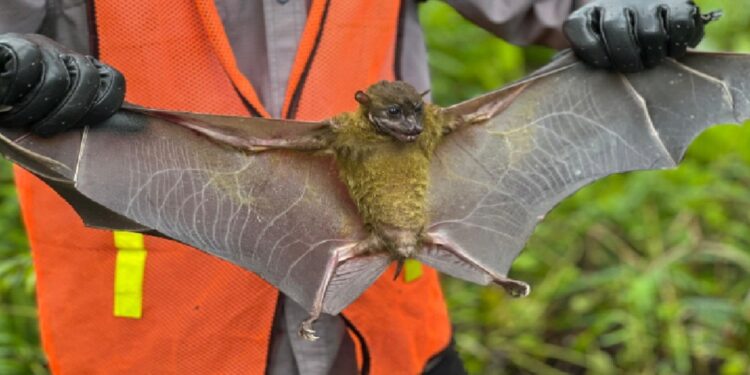 Menjaga Warisan Alam Obi: Harita Nickel Lestarikan Flora dan Fauna Endemik lewat Pemantauan dan Edukasi Karyawan