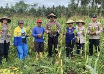 Dukung Ketahanan Pangan dan Makan Bergizi Gratis, Polsek Sahu Panen Dua Ton Jagung Manis