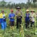 Dukung Ketahanan Pangan dan Makan Bergizi Gratis, Polsek Sahu Panen Dua Ton Jagung Manis