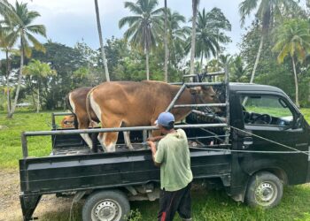 Pemkab Halut Siapkan 10 Ekor Sapi Qurban