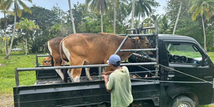 Pemkab Halut Siapkan 10 Ekor Sapi Qurban