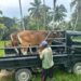Pemkab Halut Siapkan 10 Ekor Sapi Qurban