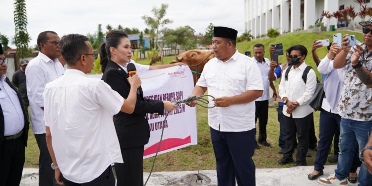 Secara Simbolis Gubernur Sherly Salurkan 11 Ekor Sapi Hewan Qurban Bantuan Presiden