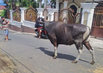 Masjid Ijtimaul Ikhwan Melaksanakan Qurban 15 Ekor Sapi dan 5 Ekor Kambing