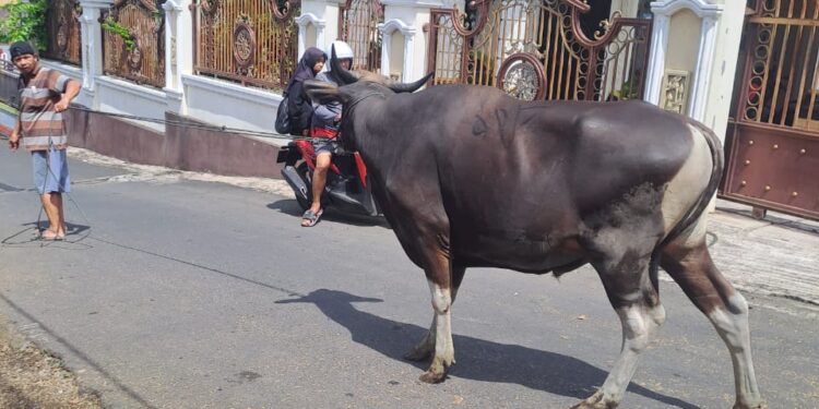 Masjid Ijtimaul Ikhwan Melaksanakan Qurban 15 Ekor Sapi dan 5 Ekor Kambing