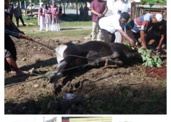 Polres Halteng Qurbankan Sembilan Ekor Hewan, Salurkan 300 Paket Daging untuk Warga Sekitar