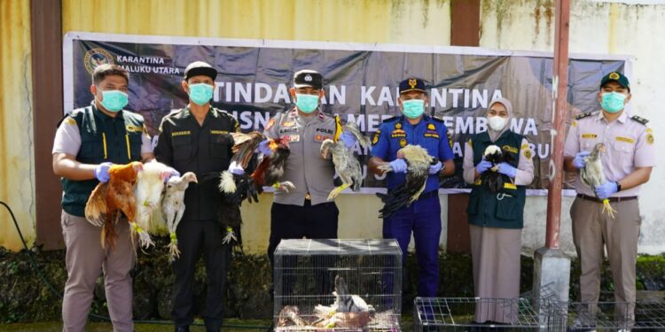 Cegah Flu Burung, Karantina Malut Musnahkan Unggas Tanpa Sertifikat Kesehatan