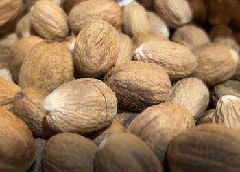 Pala Ternate Ditargetkan Jadi Indikasi Geografis yang Dilindungi