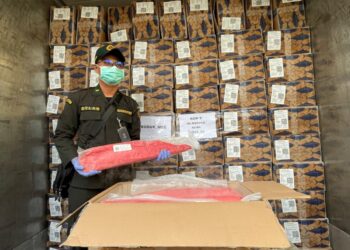 Ekspor Meningkat, Karantina Maluku Utara Pastikan Jaminan Mutu dan Keamanan Tuna Loin