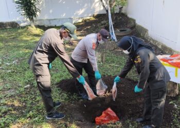 Karantina Maluku Utara Musnahkan 100 Kg Daging Babi Tanpa Dokumen