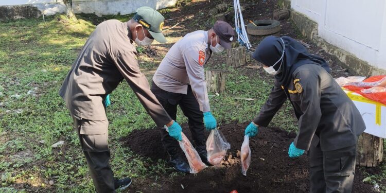 Karantina Maluku Utara Musnahkan 100 Kg Daging Babi Tanpa Dokumen